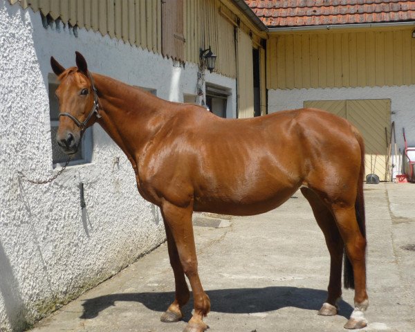 horse Waldfee (Hanoverian, 1989, from Winston)