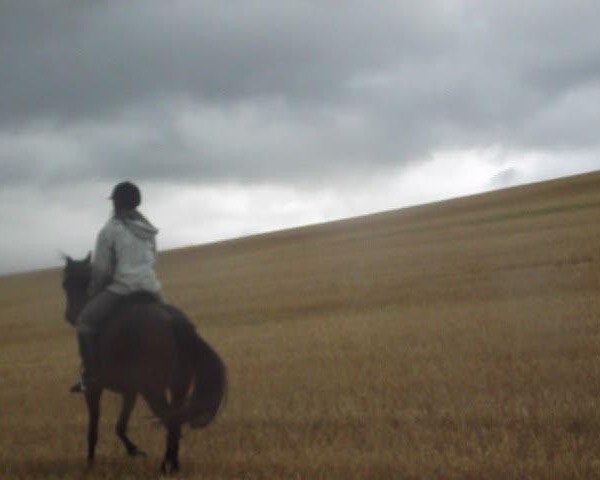 Pferd Caprice (Deutsches Reitpony, 2008, von Dirty Harry) Pferd Caprice (Deutsches Reitpony, 2008, von Dirty Harry)