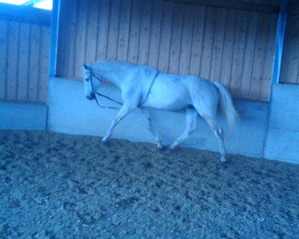 horse Corofino Junior G (Holsteiner, 1994, from Corofino I)