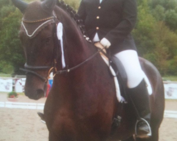 dressage horse Falco 316 (Bavarian, 2003, from Florestan I)