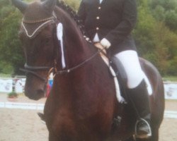 dressage horse Falco 316 (Bavarian, 2003, from Florestan I)