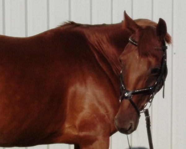 Pferd Penny Lane (Traber,  )
