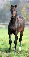 Dressurpferd Jay van Baden (KWPN (Niederländisches Warmblut), 2014, von Rubinson)