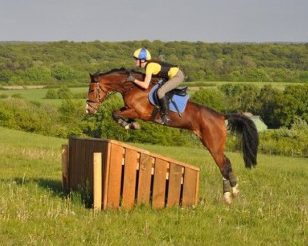 jumper Schmarks Mon Cherie (German Riding Pony, 2003, from Don) jumper Schmarks Mon Cherie (German Riding Pony, 2003, from Don)