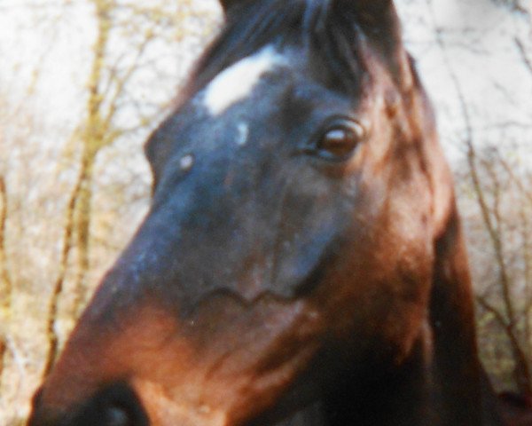 Pferd Speedy xx (Englisches Vollblut, 1979, von Rose Laurel xx)