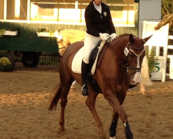 horse Riviera Rosso (Westphalian, 2003, from Rilke)