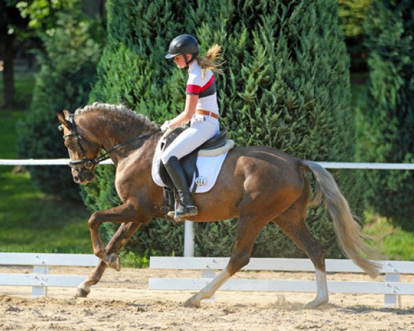 stallion Grenzhoehes Mon Plaisir (German Riding Pony, 2008, from Grenzhoes Montgomery)