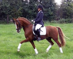 dressage horse Nobis 6 (German Riding Pony, 2007, from Heidbergs Nancho Nova)