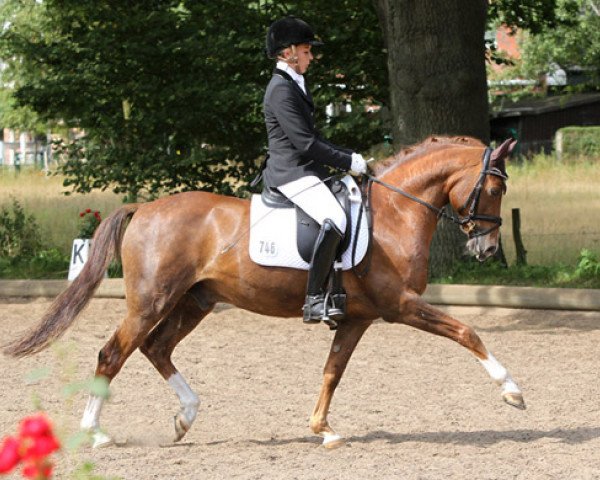 dressage horse Nacho (German Riding Pony, 2004, from Nacromancer inthe dark)