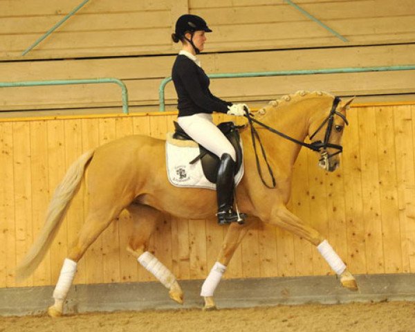 Dressurpferd Dip Beat (Deutsches Reitpony, 2006, von Deinhard B)