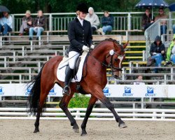 stallion Grenzhoehes Moustache (German Riding Pony, 2006, from Grenzhoes Montgomery)