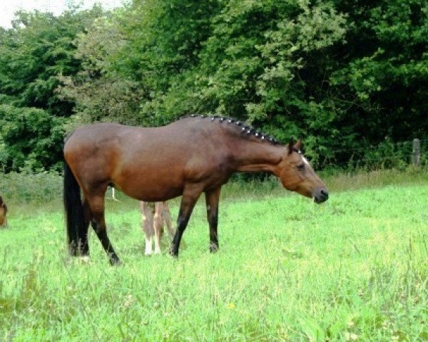 broodmare Cindy (German Riding Pony, 1992, from Capri Moon)
