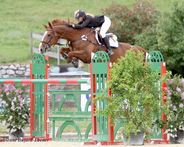 jumper Ladymarie Delphiniere (Selle Français, 1999, from Oberon du Moulin)