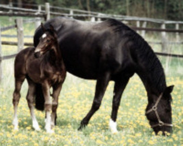 broodmare Franca Anjana (Bavarian, 1985, from Frühwind) broodmare Franca Anjana (Bavarian, 1985, from Frühwind)