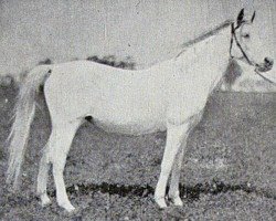 broodmare Farida 1921 RAS (Arabian purebred, 1921, from Saklawi II 1895 ox)