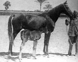 broodmare Ragia RAS (Arabian purebred, 1938, from Ibn Rabdan 1917 RAS)