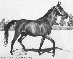 broodmare Halima RAS (Arabian purebred, 1944, from Sheikh el Arab 1933 RAS)