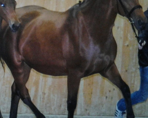 broodmare La Singular (Oldenburg, 1998, from Lord Sinclair I) broodmare La Singular (Oldenburg, 1998, from Lord Sinclair I)