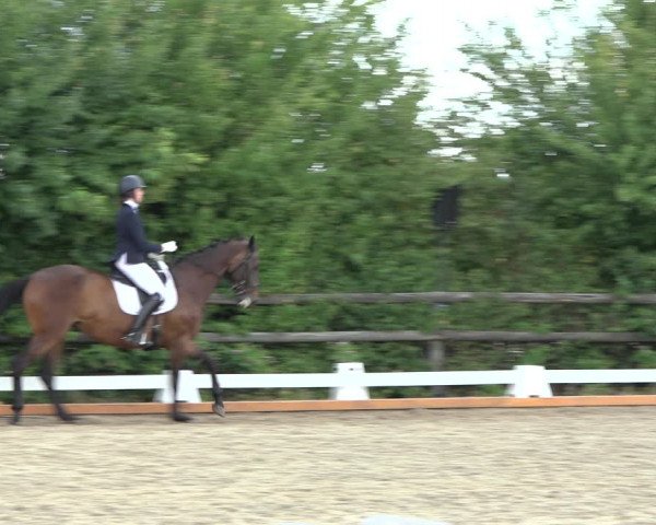 Reitturnier Schillerslage 2022