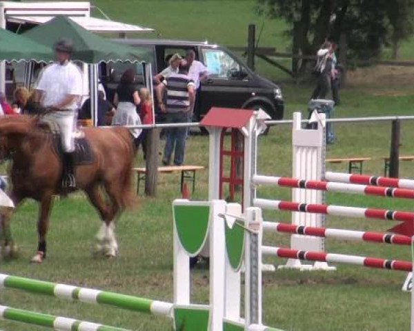 Caballo de salto Shamrock 73 (Hannoveriano, 2005, de Slibovitz)