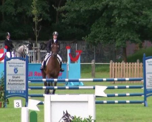 Springpferd Condelano (Deutsches Sportpferd, 2008, von Con Sherry)