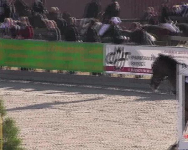 Springpferd Rubina 151 (Oldenburger, 1996, von Rubinstein I)