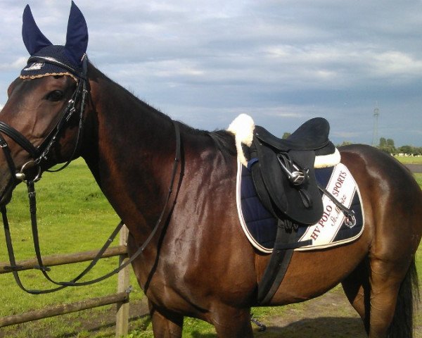 dressage horse Snorres (Hanoverian, 2005, from Sunlight xx)