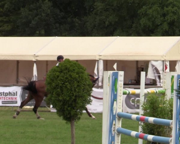Reitturnier Schillerslage 2022