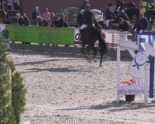 jumper Cayenne (Hanoverian, 2007, from Contendro I)