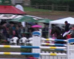 jumper Quick Step 57 (Holsteiner, 2005, from Quinar)
