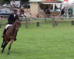 jumper Cayman 29 (Zangersheide riding horse, 2006, from Carving)