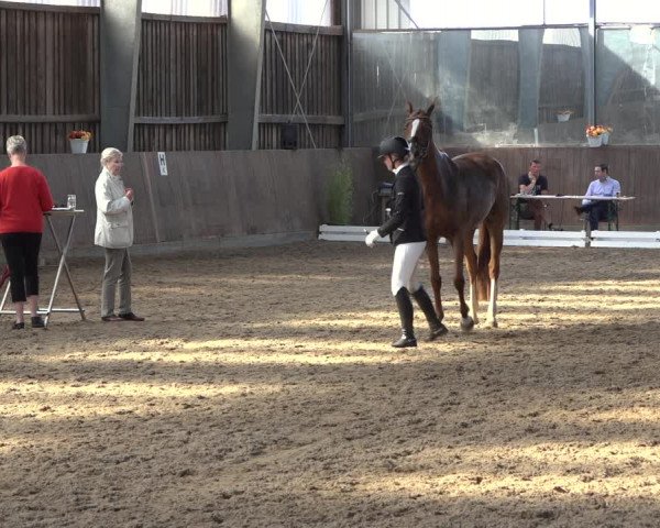 Reitturnier Schillerslage 2022