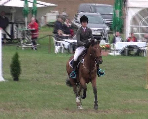 jumper Chantre 32 (German Riding Pony, 2003, from Caliostro) jumper Chantre 32 (German Riding Pony, 2003, from Caliostro)
