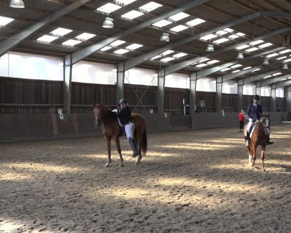 Reitturnier Schillerslage 2022