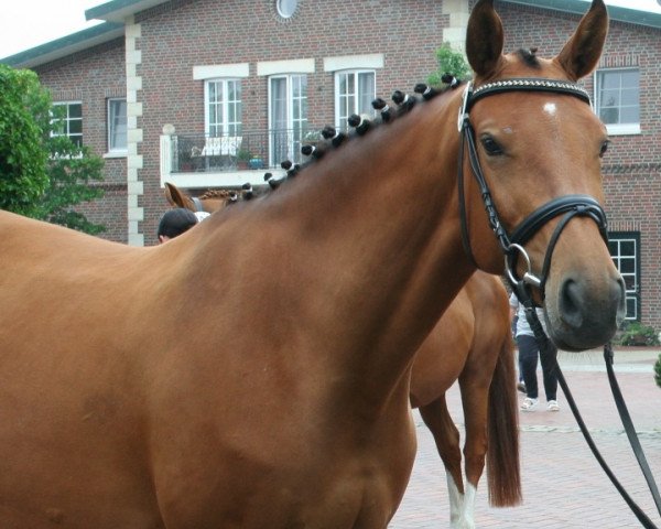 broodmare Elektrik Lady (Oldenburg, 2006, from Fighting Alpha)