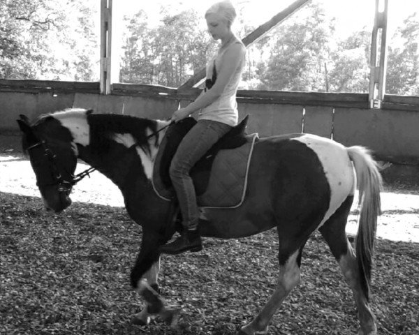 dressage horse Pedro (Lewitzer, 2000, from Peter I B 458)