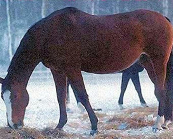 broodmare Susan Bakkely 578 FIN (Danish Warmblood, 1974, from Wersal)