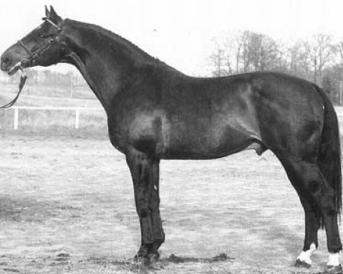 Deckhengst Racot (Dänisches Warmblut, 1975, von Raimondo)