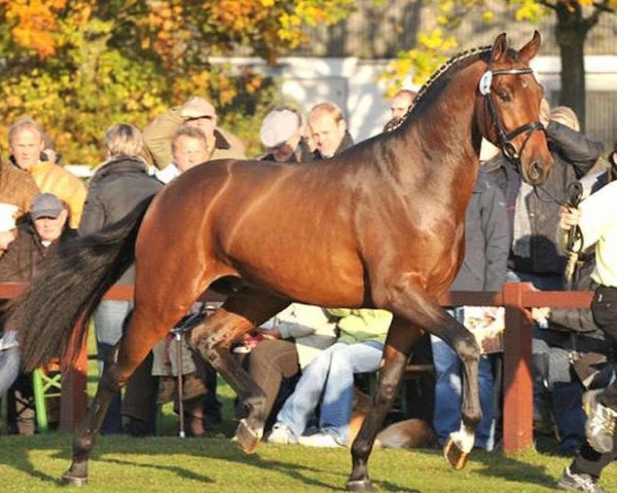 Deckhengst Bonifatius (Hannoveraner, 2006, von Belissimo NRW)