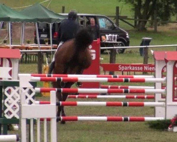 jumper Comander 8 (Oldenburg show jumper, 2006, from Colander) jumper Comander 8 (Oldenburg show jumper, 2006, from Colander)