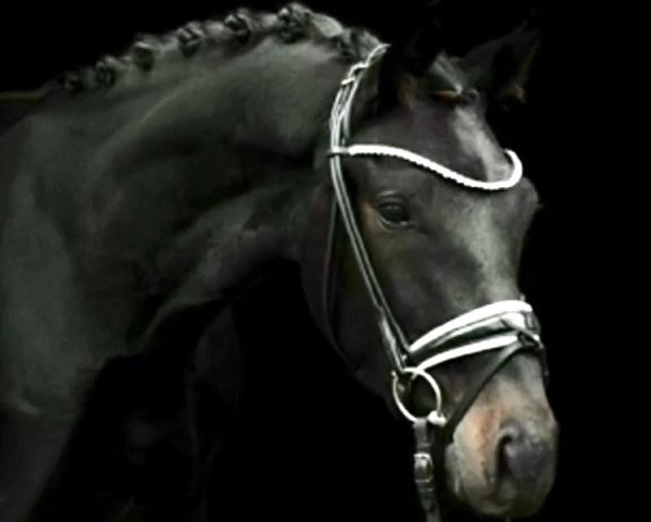 Springpferd Fino Royal 9 (KWPN (Niederländisches Warmblut), 2019, von Hometown)