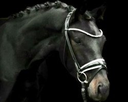 Springpferd Fino Royal 9 (KWPN (Niederländisches Warmblut), 2019, von Hometown)