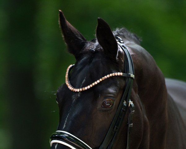 dressage horse Dancing Queen 187 (Westphalian, 2011, from Decamerone 5)