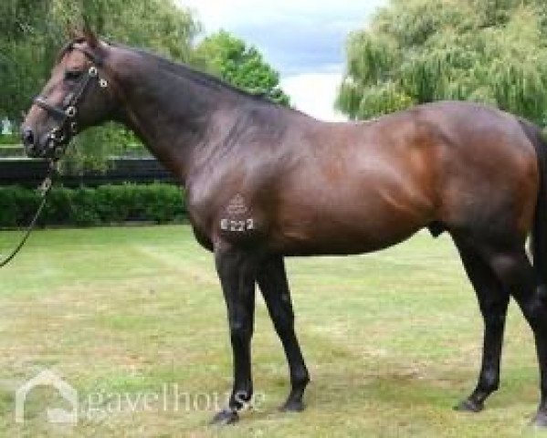 stallion Lucky Unicorn xx (Thoroughbred, 2002, from Redoute's Choice xx)