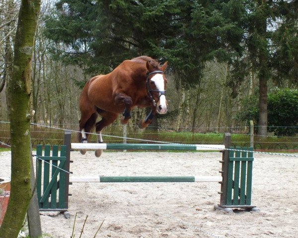 horse Clara 54 (Haflinger Mix, 1996)