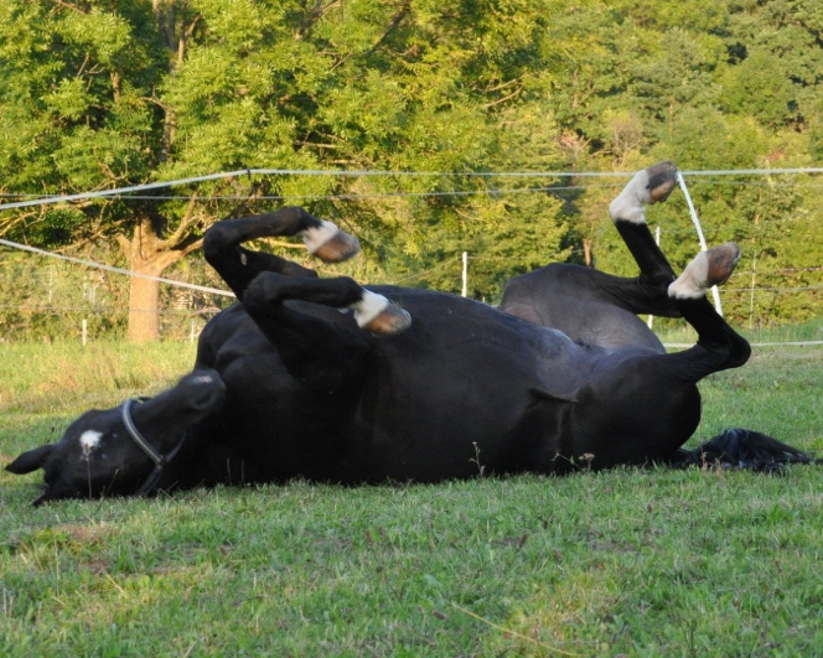 horse Giordana H (Hanoverian, 1997, from Graf Grannus)