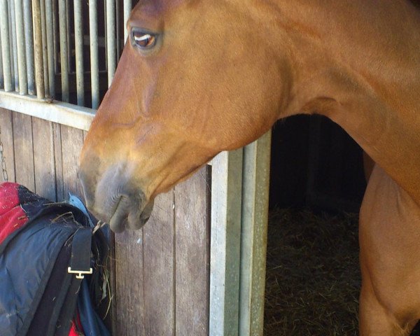 horse Cool Runnings (Rhinelander, 1998, from Condrieu xx) horse Cool Runnings (Rhinelander, 1998, from Condrieu xx)