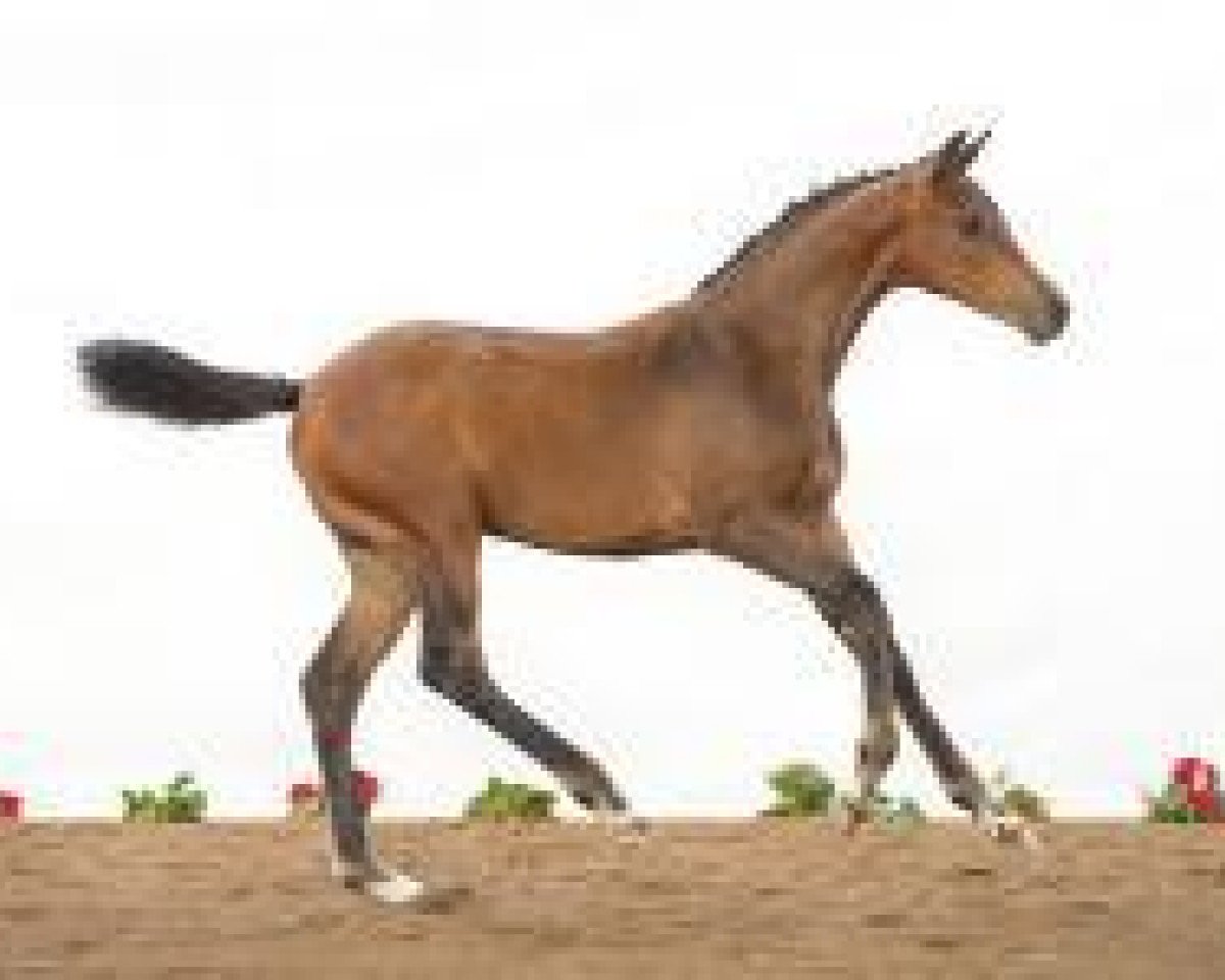 Pferd Fohlen Elm 03 (Holsteiner, 2012, von Casall Ask)