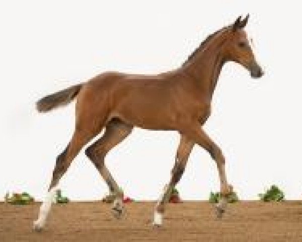 horse Fohlen Elm 02 (Holsteiner, 2012, from Carpaccio)