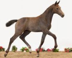 horse Ecatania (Holsteiner, 2012, from Cachas)